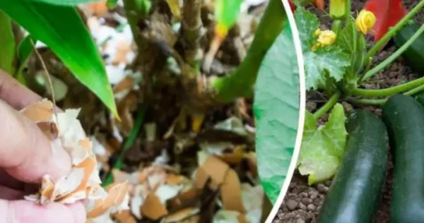 Cáscaras de huevo: siémbralas en las plantas ahora, nunca has tenido un jardín como este. ¡El jardinero lo recomienda!
