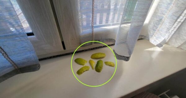 Cáscaras de limón en el alféizar de la ventana: soluciona un problema generalizado en la casa