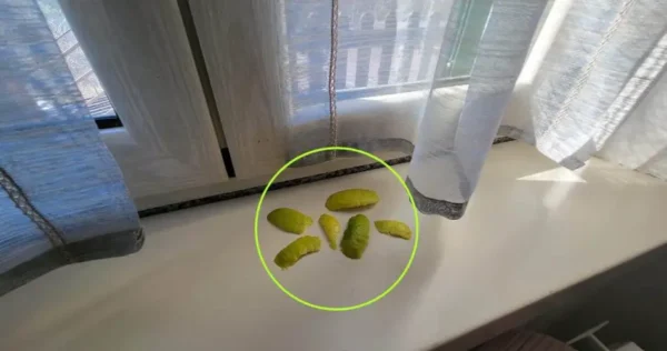 Cáscaras de limón en el alféizar de la ventana: soluciona un problema generalizado en la casa