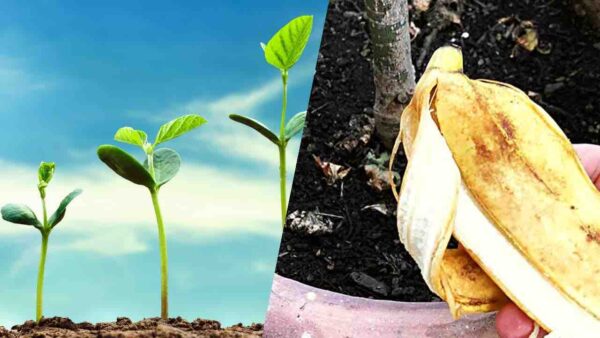 Cáscaras de plátano, no las tires: ponlas en las plantas de tu casa | Me lo agradecerás más tarde