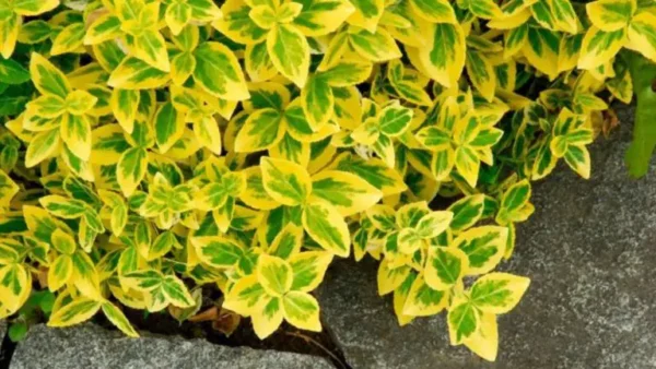 Césped, ¿qué plantas deberían sustituirlo?