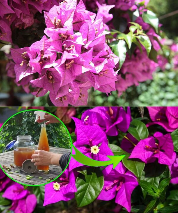 Cuidado Exquisito para las Bugambilias: Consejos para una Exuberante Florecencia