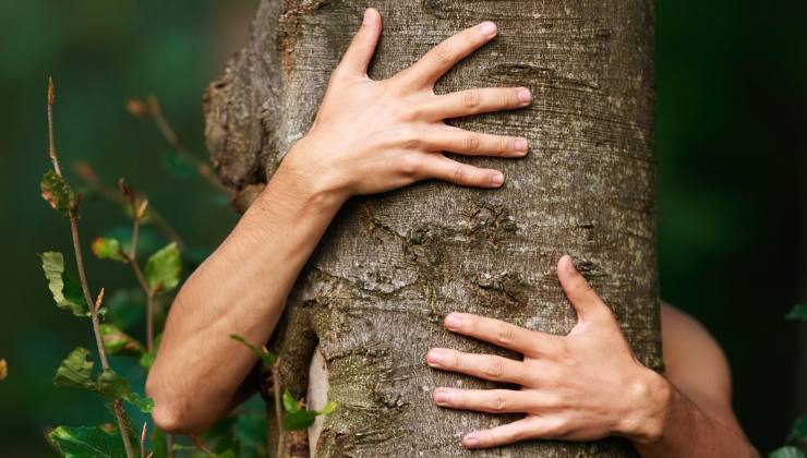 No toques este árbol