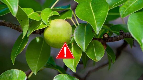 Cuidado con el árbol de la muerte, podría matarte si lo tocas mientras llueve