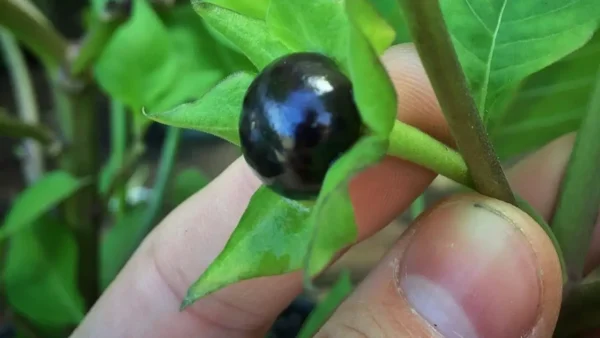 Cuidado con esta peligrosa planta que puedes tener en el jardín: es muy venenosa