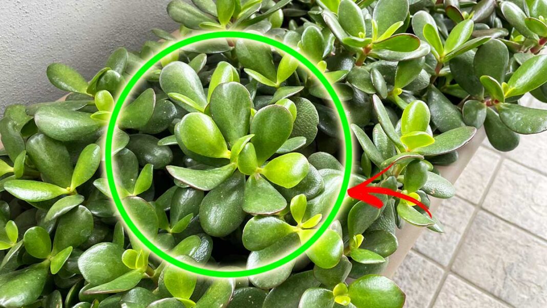 donde-guardar-el-arbol-de-jade