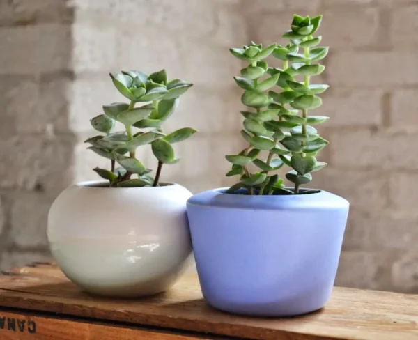 ¿Cuál es el lugar perfecto para mantener el Árbol de Jade siempre hermoso?