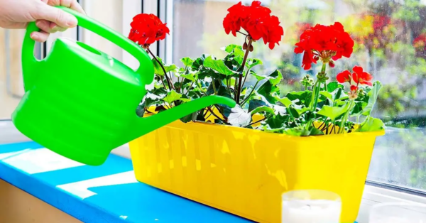 ¿Cuál es el secreto del geranio exuberante y hermoso? Simplemente riégalos con este ingrediente