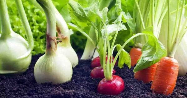 ¿Cuáles son las verduras para combinar en tu huerta? la guía práctica