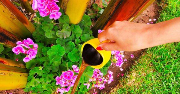 ¿Cuáles son los beneficios del café para el mantenimiento de las plantas?