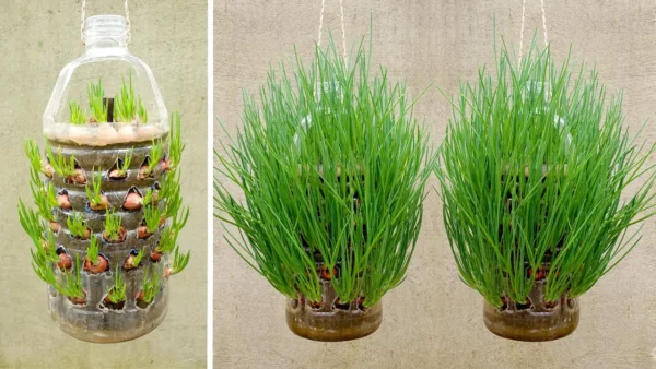 Cultiva cebollas y cosecha cebollas continuamente