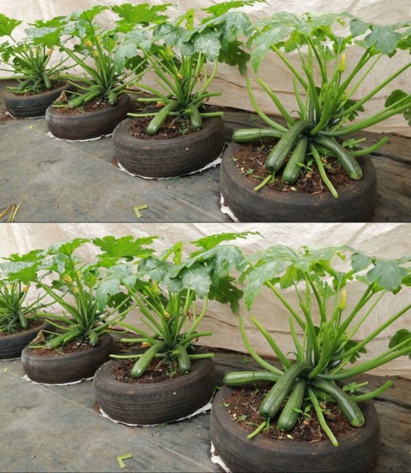 Cultiva esta planta cerca del calabacín si quieres tenerlos siempre hermosos y frescos