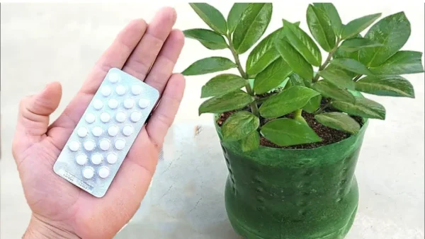 Cultiva tus plantas usando este ingrediente secreto que no cuesta nada