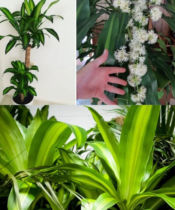 Cultivando la Felicidad: Cuidados Esenciales para el Dracaena fragrans