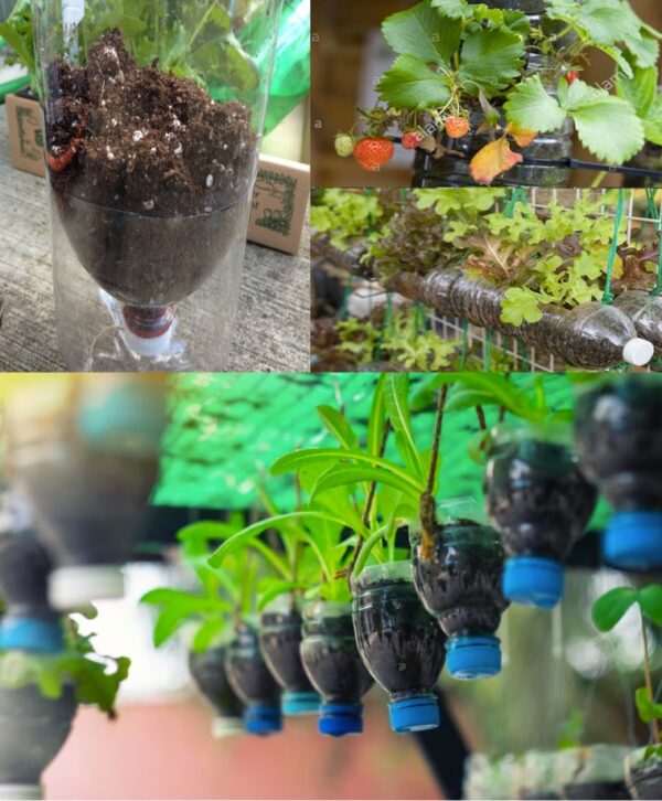 Cultivar Apio en Botellas de Plástico Reutilizadas: Una Guía Sostenible y Fácil