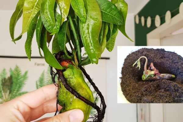 Cultivar Mango en casa es muy sencillo: ¡descubre con nosotros el método rápido!
