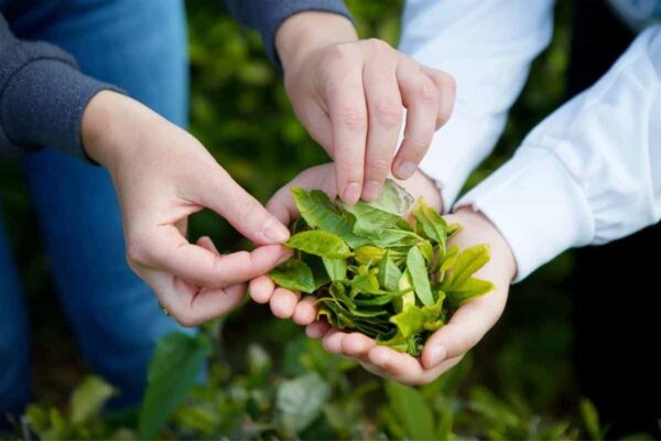 Cultivar la planta del té en casa: aquí están todos los consejos útiles del jardinero