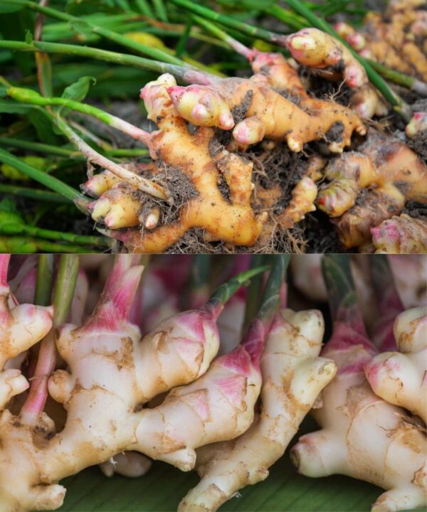 Cultivo Exitoso de Jengibre en Casa: Una Guía Detallada para Estimular la Floración