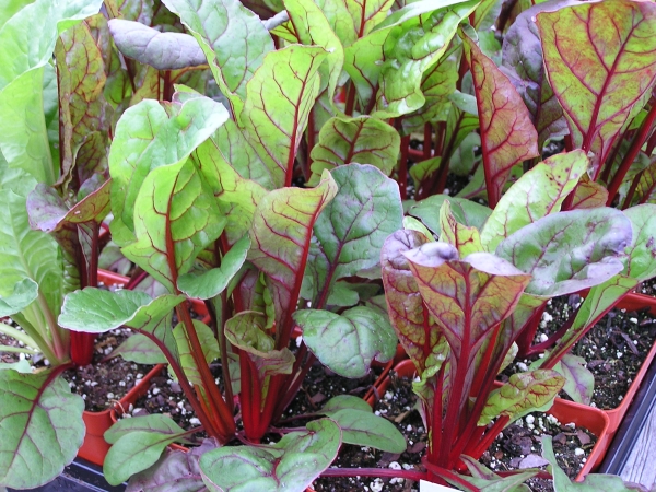 Cultivo de acelgas: consejos sobre cómo cultivar acelgas