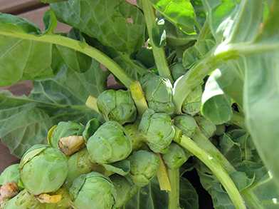 Cultivo de coles de Bruselas: consejos sobre cómo cultivar coles de Bruselas