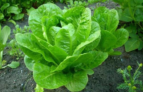 Cultivo de lechuga: consejos sobre cómo cultivar lechuga