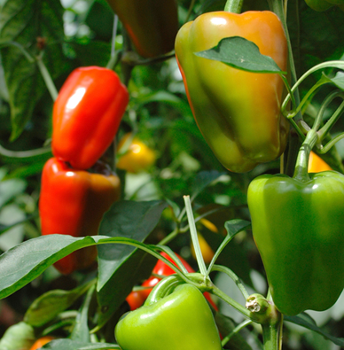 Cultivo de pimientos: consejos sobre cómo cultivar pimientos