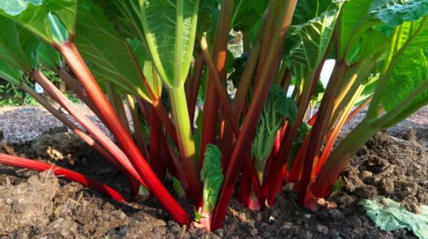 Cultivo de ruibarbo: consejos sobre cómo cultivar ruibarbo
