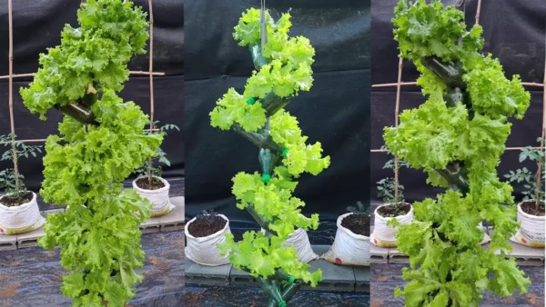 ¿Cuándo y cómo sembrar lechugas de primavera para una cosecha sana y abundante?