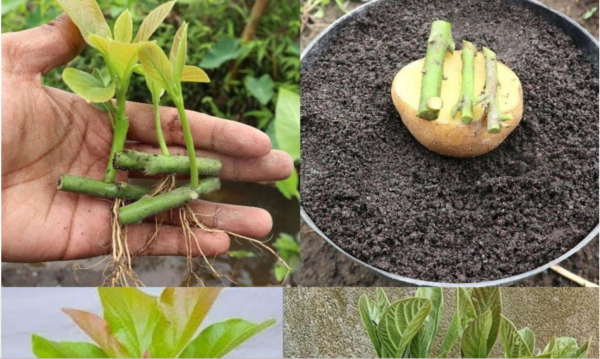 DEJA DE COMPRAR AGUACATES. AQUÍ SE EXPLICA CÓMO CULTIVAR UN ÁRBOL DE AGUACATE EN UNA MACETA PEQUEÑA EN CASA.