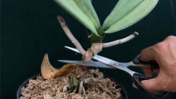 ¿Deberías cortar los tallos de las orquídeas después de la floración?