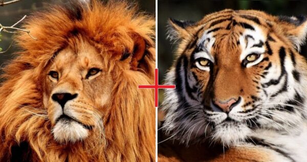 Decubre al bello Zar: Es un ligre hijo de un león y una tigresa nacido en Rusia en un zoologico