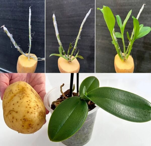 Deja 1 papa en la planta durante la noche: al día siguiente encontrarás algo único