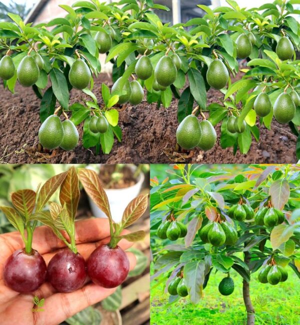 Deja de comprar aguacate. Aquí se explica cómo cultivar algunos en casa.