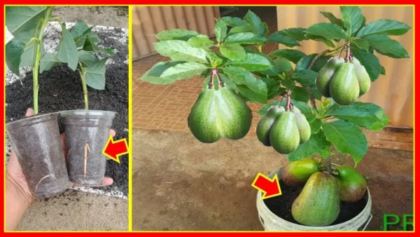 Deja de comprar aguacate.&nbsp;Aquí se explica cómo cultivar algunos en casa.