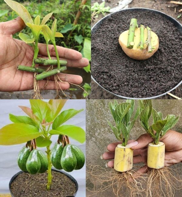 Deja de comprar aguacates. Aquí se explica cómo cultivar un árbol de aguacate en una maceta pequeña en casa.