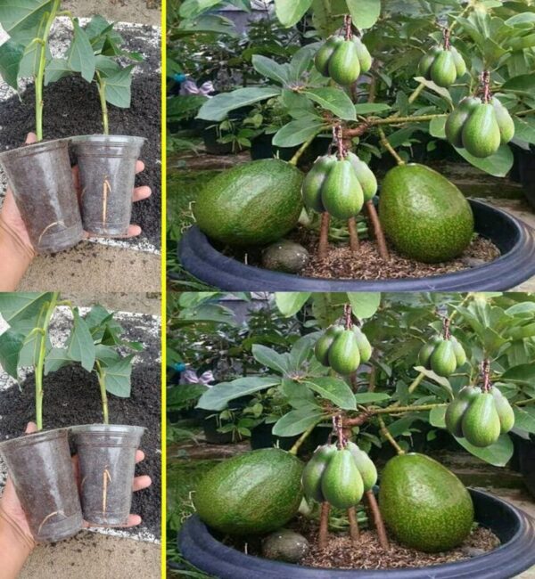 Deja de comprar aguacates. Aquí se explica cómo cultivar un árbol de aguacate en una maceta pequeña en casa.