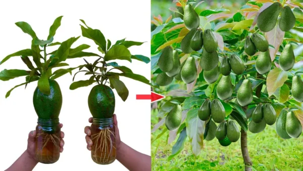 Deja de comprar aguacates. Aquí se explica cómo cultivar un árbol de aguacate en una maceta pequeña en casa.