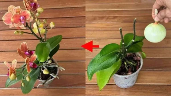 Deja que tus orquídeas vuelvan a florecer sin interrupciones