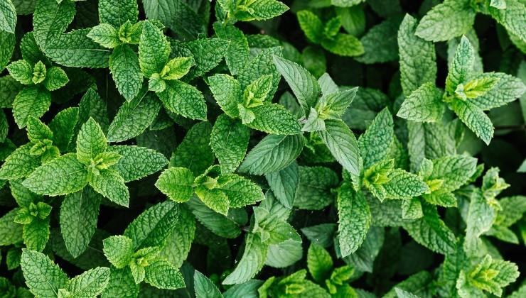 Propiedades de la menta