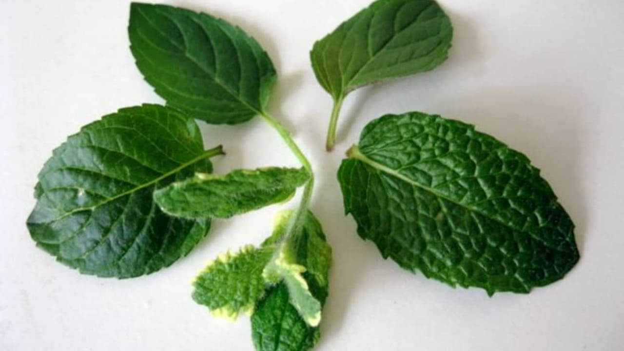 Hojas de menta