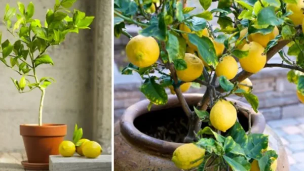 Deje de gastar dinero comprando limones: así es como se cultivan cantidades infinitas de limones en casa