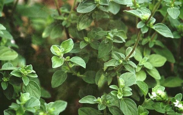 Descubra algunos consejos simples y efectivos que pueden ayudarlo a mantener sus plantas saludables, fragantes y protegidas del invierno.