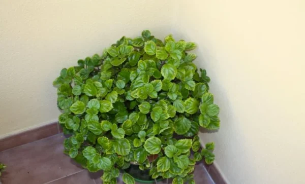 Descubra los secretos curativos y energéticos de la planta del dinero Mi abuelo solía decir: no es sólo decorativa, ¡todo el mundo debería conocer este efecto!