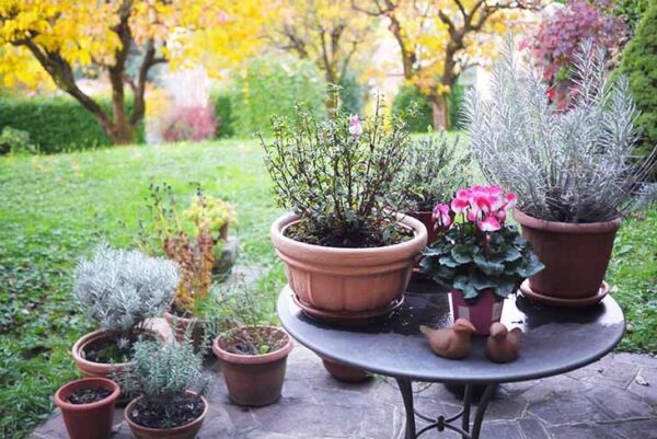 Descubra por qué sus ciclamen se han vuelto amarillos y cómo restaurar la salud de las plantas
