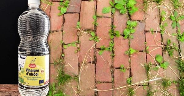 Descubre 4 recetas efectivas para hacer un herbicida natural que son un maravilloso sustituto de los herbicidas