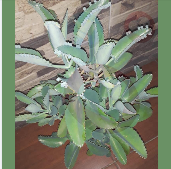 Descubre cómo el Kalanchoe daigremontiana puede atraer dinero y prosperidad a tu hogar