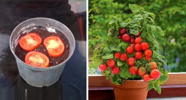 Descubre cómo plantar un árbol de tomates para que nunca falte en tus recetas