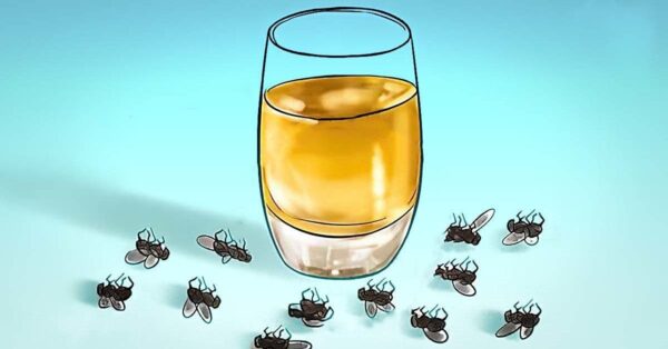 Descubre cómo puedes ahuyentar a las moscas con este método eficaz y económico que no requiere mucho esfuerzo.