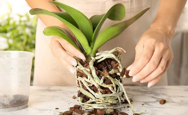 Descubre cómo salvar tu orquídea en 5 pasos