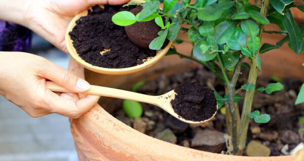 Descubre cómo utilizar los posos de café como fertilizante natural para que tus plantas crezcan más rápido.
